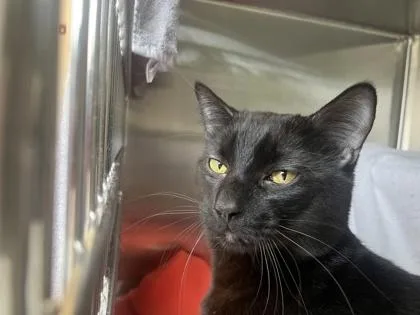 A young medium-sized male Black Domestic Short Hair cat named Socks for adoption in Kansas City, MO