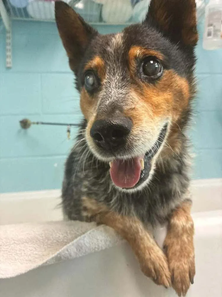 A senior medium-sized male Australian Cattle Dog / Blue Heeler dog named Bandit Bluey for adoption in Columbus, OH