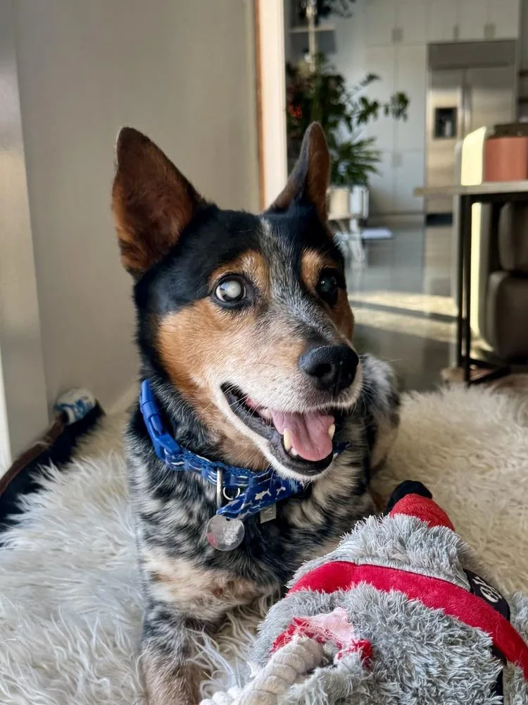 Bandit Bluey thumbnail 2