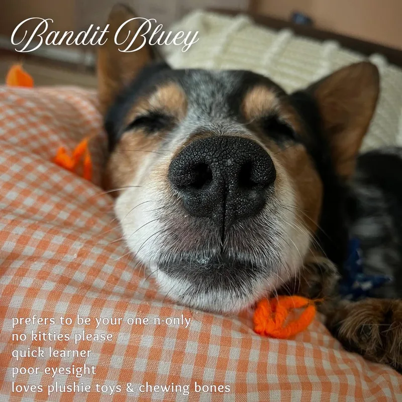 Bandit Bluey thumbnail 3