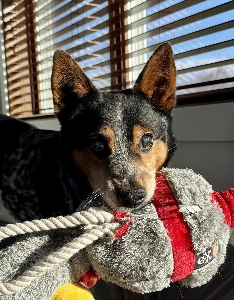 Bandit Bluey thumbnail 4