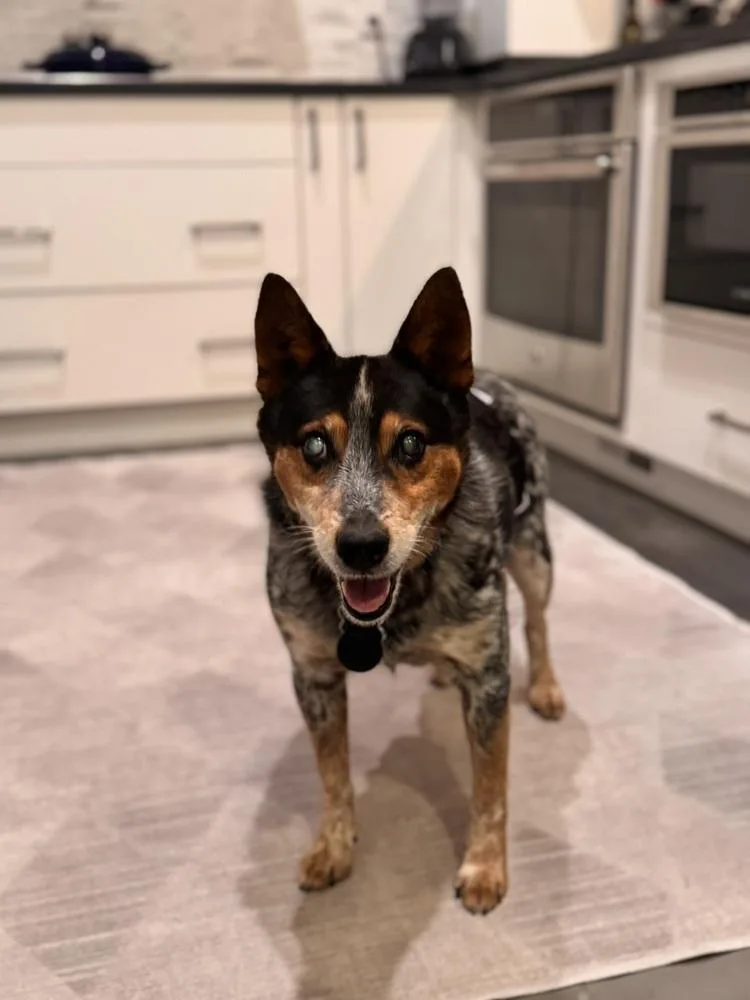 Bandit Bluey thumbnail 5