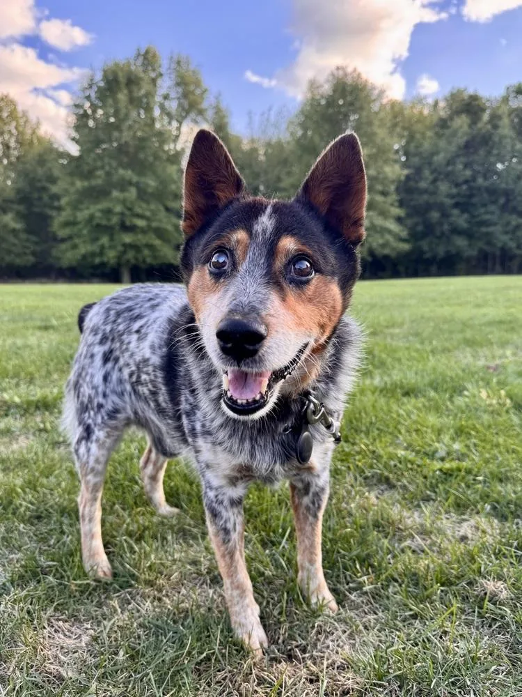 Bandit Bluey thumbnail 6