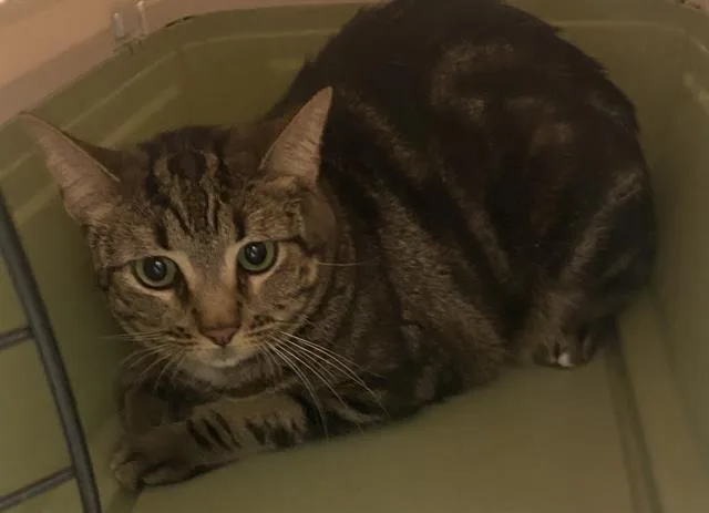 A young medium-sized female Domestic Short Hair cat named Minnie for adoption in Dallas, TX