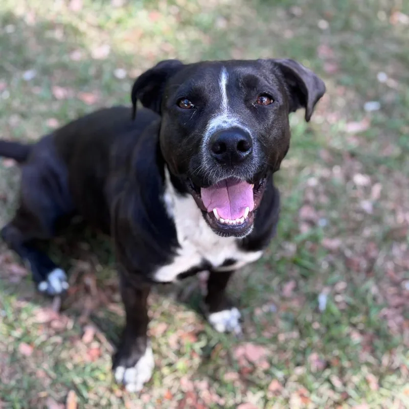 A young medium-sized female Mixed Breed dog named Juliette for adoption in Lucedale, MS