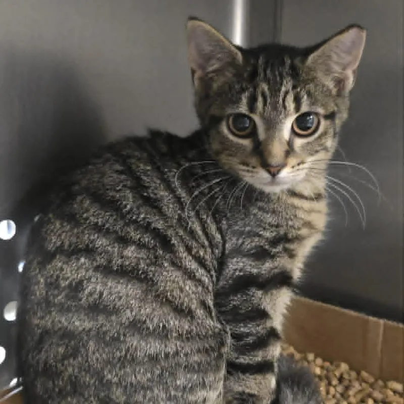 A baby medium-sized female Tabby (Brown / Chocolate) Domestic Short Hair cat named Gidget for adoption in Orange, VA