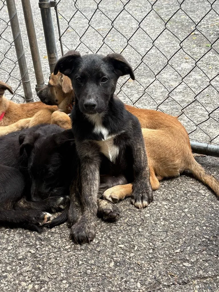 A baby medium-sized female German Shepherd Dog dog named Tie Dye Collar for adoption in Russellville, KY