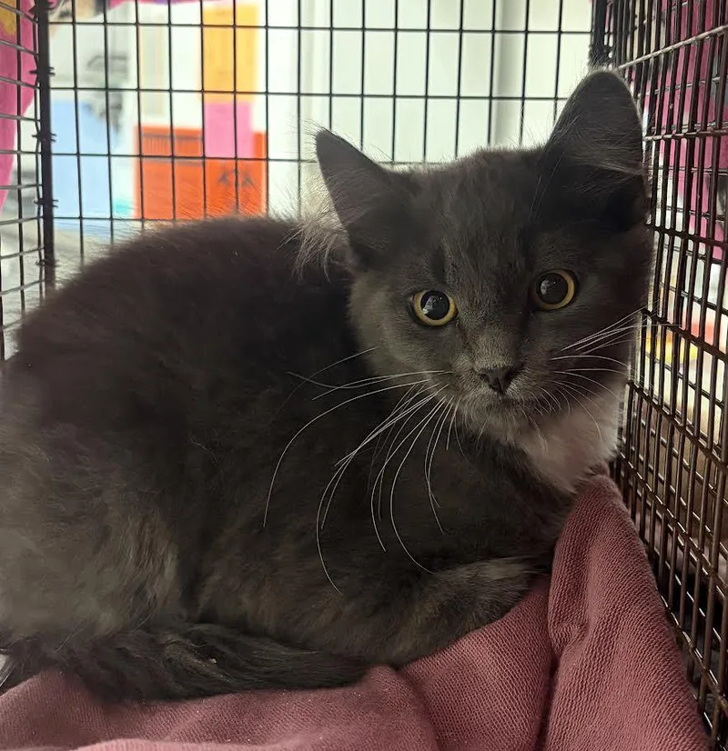 A baby small-sized male Domestic Short Hair cat named Louie for adoption in Los Angeles, CA