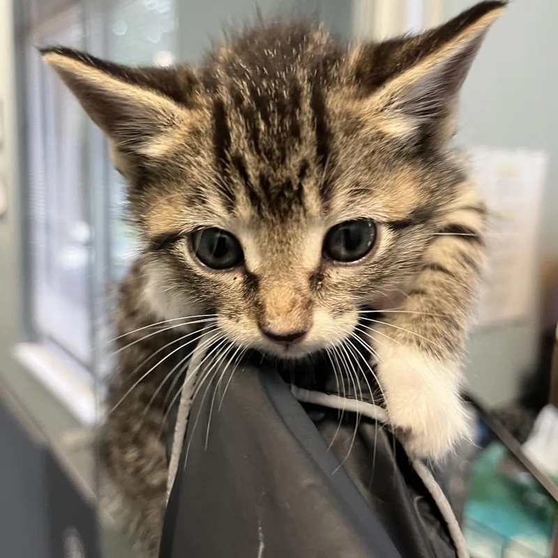 A baby small-sized female Brown / Chocolate Domestic Short Hair cat named Excalibur for adoption in Greensboro, NC