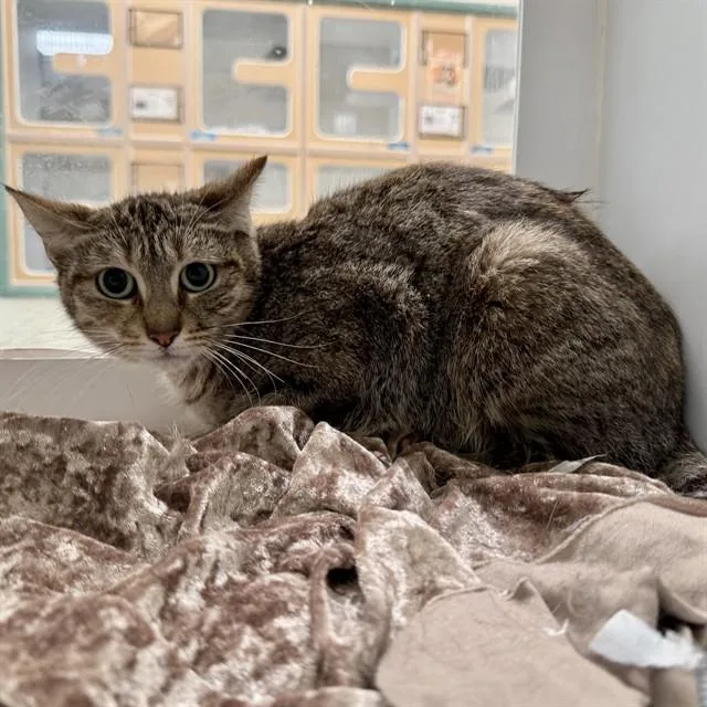 An adult small-sized female Domestic Short Hair cat named Shannon for adoption in Riverside, CA