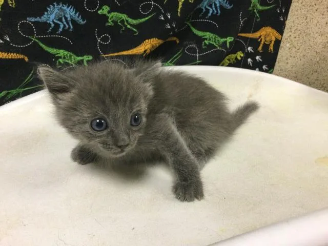 A baby small-sized female Domestic Short Hair cat named Sally for adoption in Riverside, CA