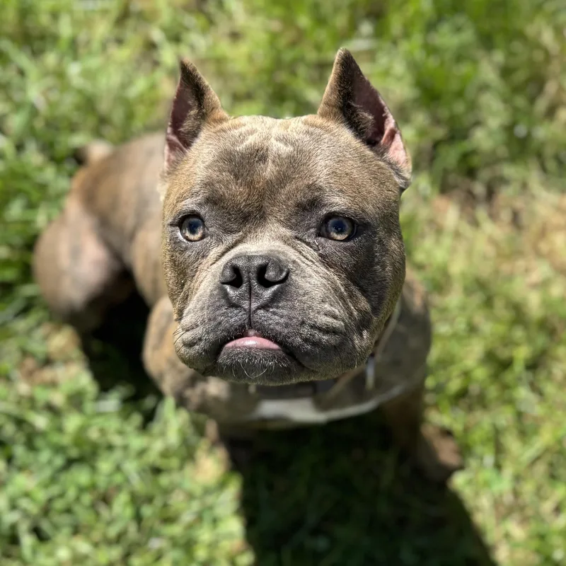 A young medium-sized male Brindle Pit Bull Terrier dog named Noodles for adoption in Elizabethtown, PA