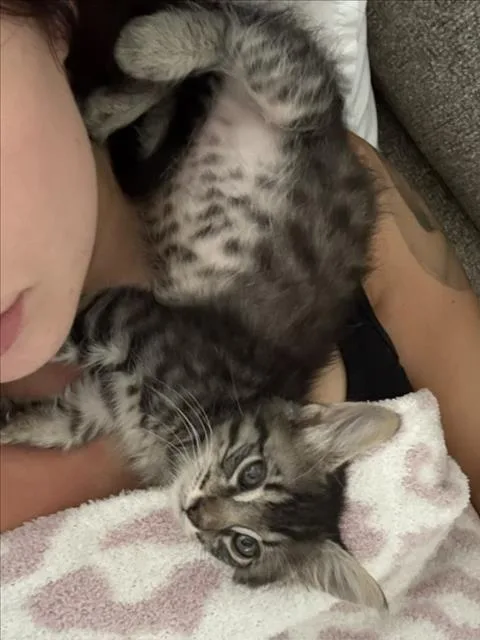 A baby small-sized male Brown / Chocolate Domestic Short Hair cat named Orion for adoption in Woodland, CA