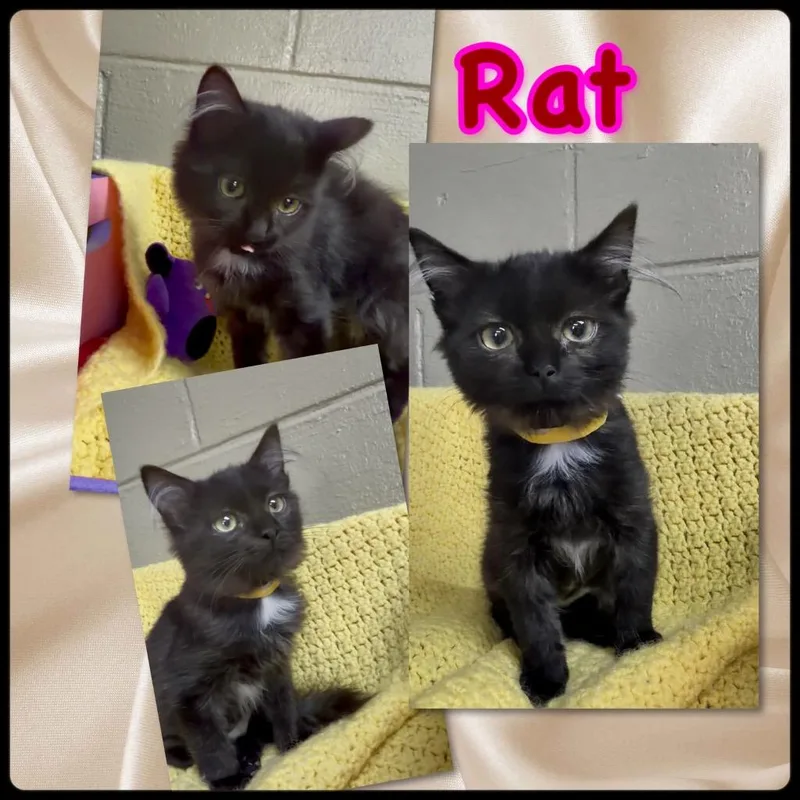 Rat
