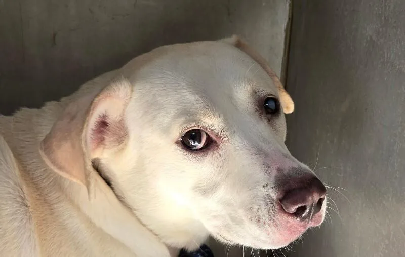 An adult medium-sized female White / Cream Labrador Retriever dog named Winter for adoption in Mobile, AL