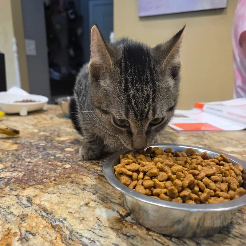 A baby medium-sized male Domestic Short Hair cat named Randy for adoption in Avondale, PA