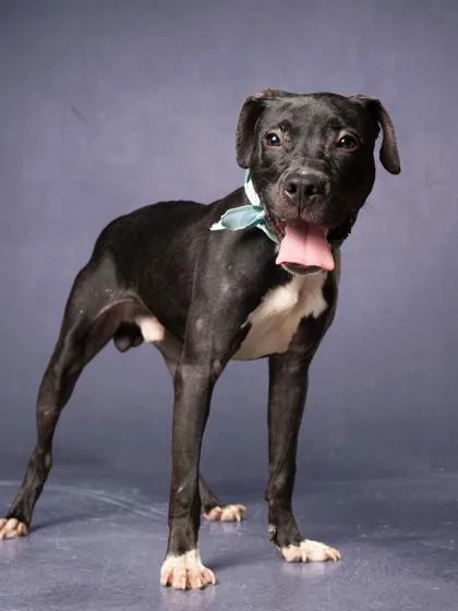 An adult medium-sized male Mixed Breed dog named Parmeezian for adoption in Atlanta, GA