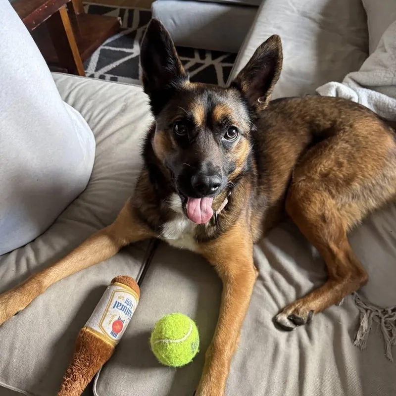 An adult medium-sized male Brown / Chocolate Belgian Shepherd / Malinois dog named Drake for adoption in Harrisonburg, VA