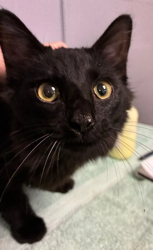 A young small-sized female Black Domestic Short Hair cat named Goodyear for adoption in Cincinnati, OH
