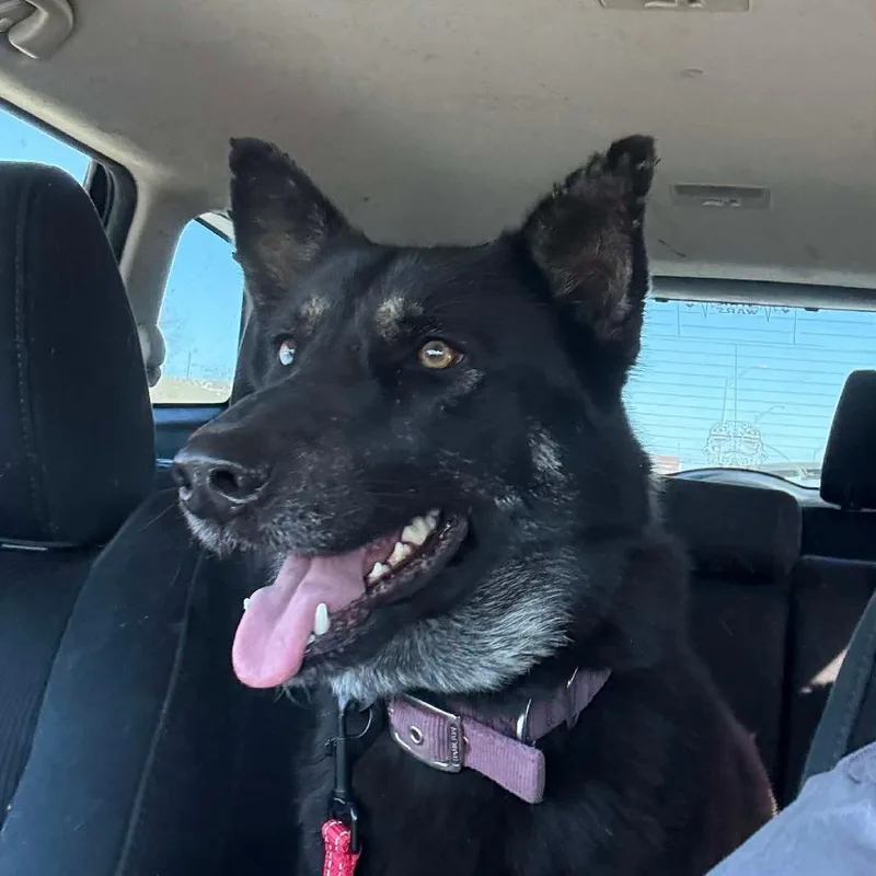 An adult large-sized female Black German Shepherd Dog dog named Aspen for adoption in Tulsa, OK