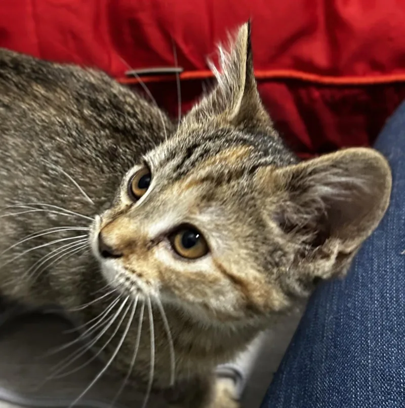 A young medium-sized female Domestic Short Hair cat named Pearl for adoption in Elkins, WV
