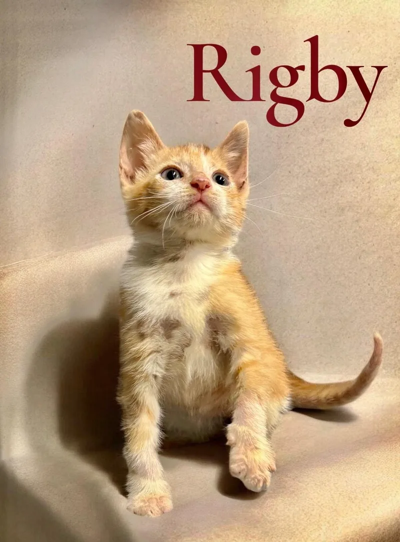 A baby medium-sized male Domestic Short Hair cat named Rigby for adoption in Houston, TX