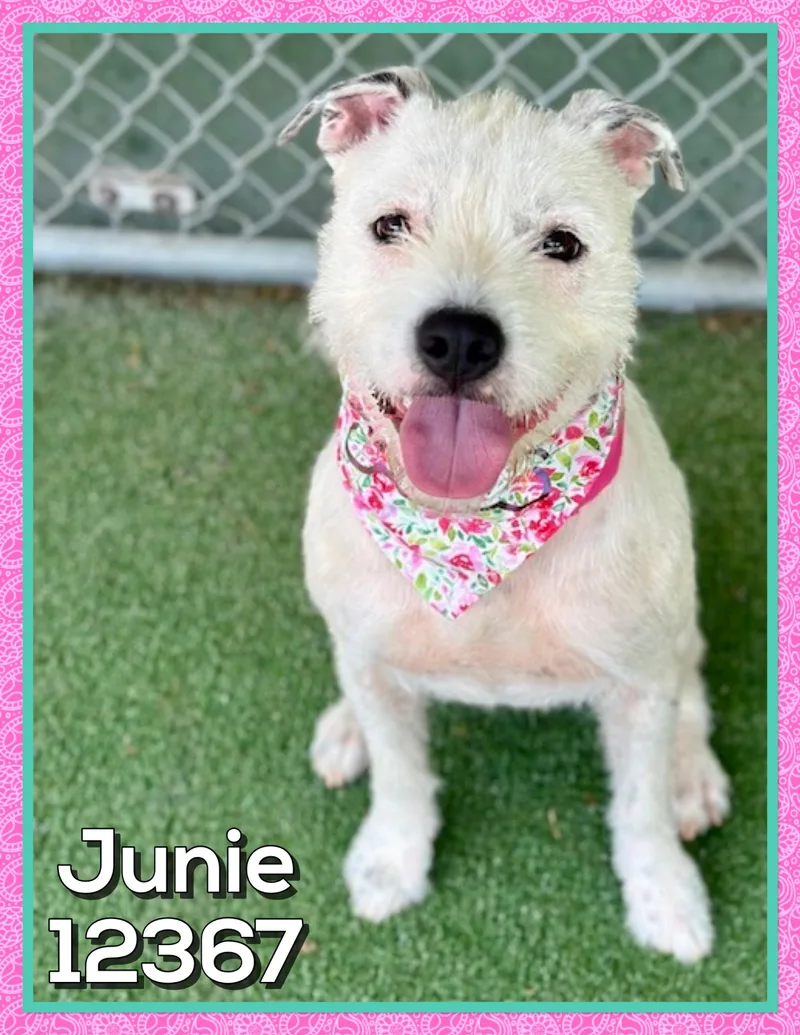 A young medium-sized female Black Terrier dog named Junie for adoption in Marietta, GA