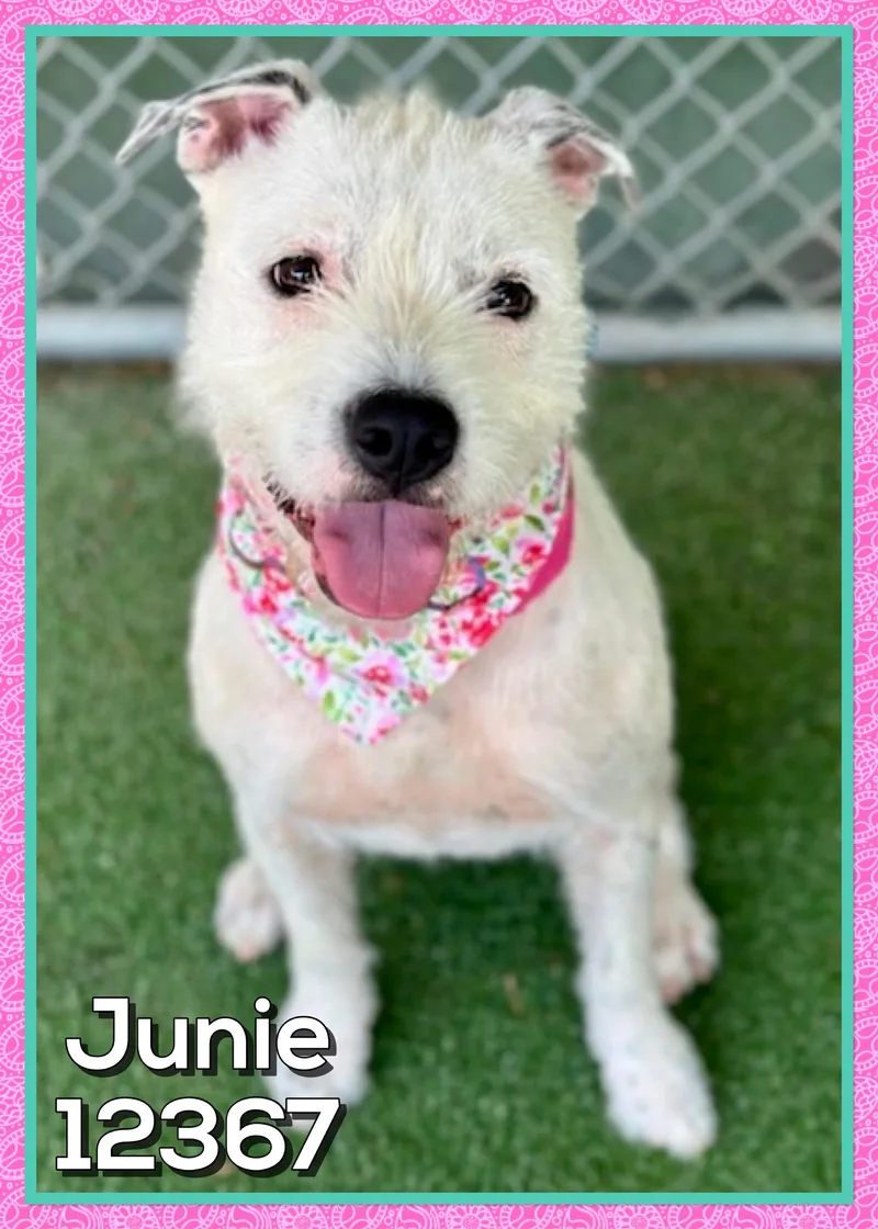 Junie thumbnail 4