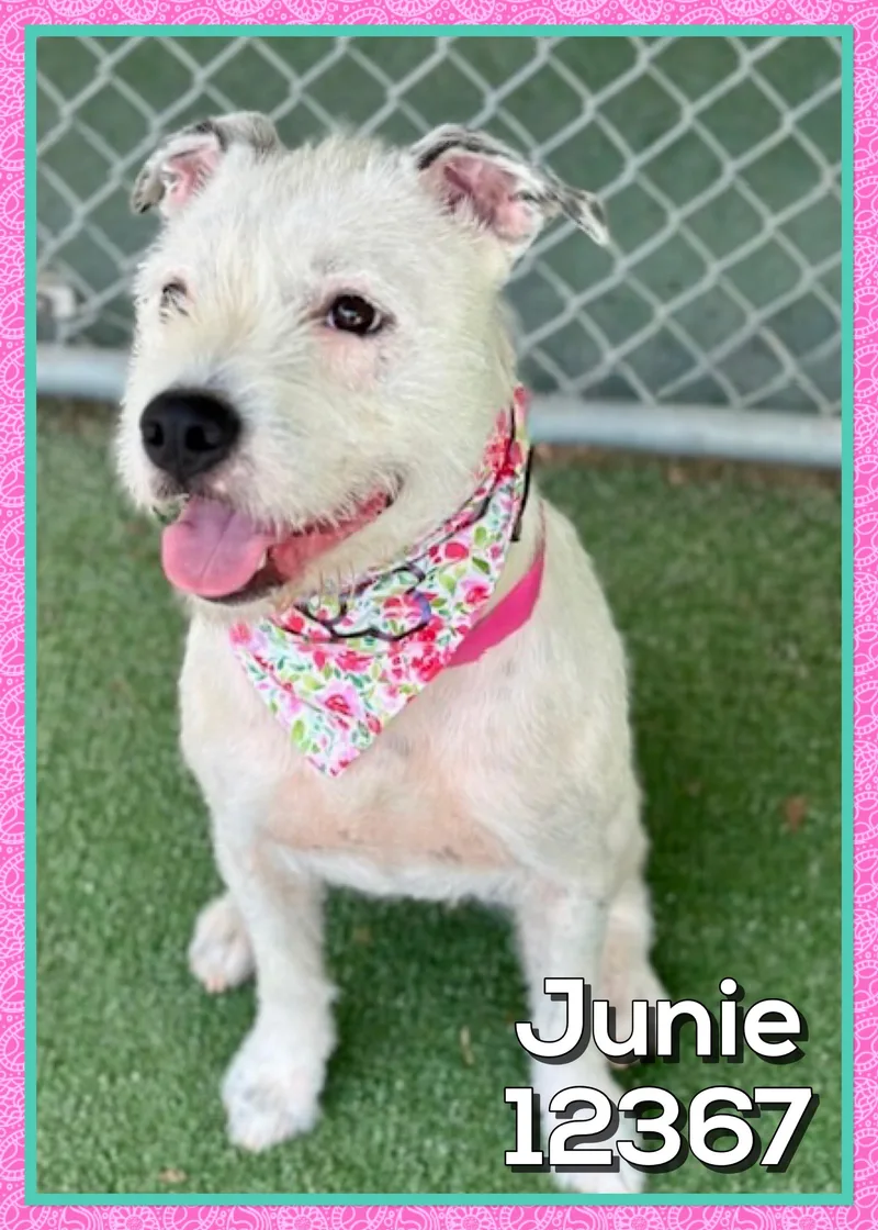 Junie thumbnail 5