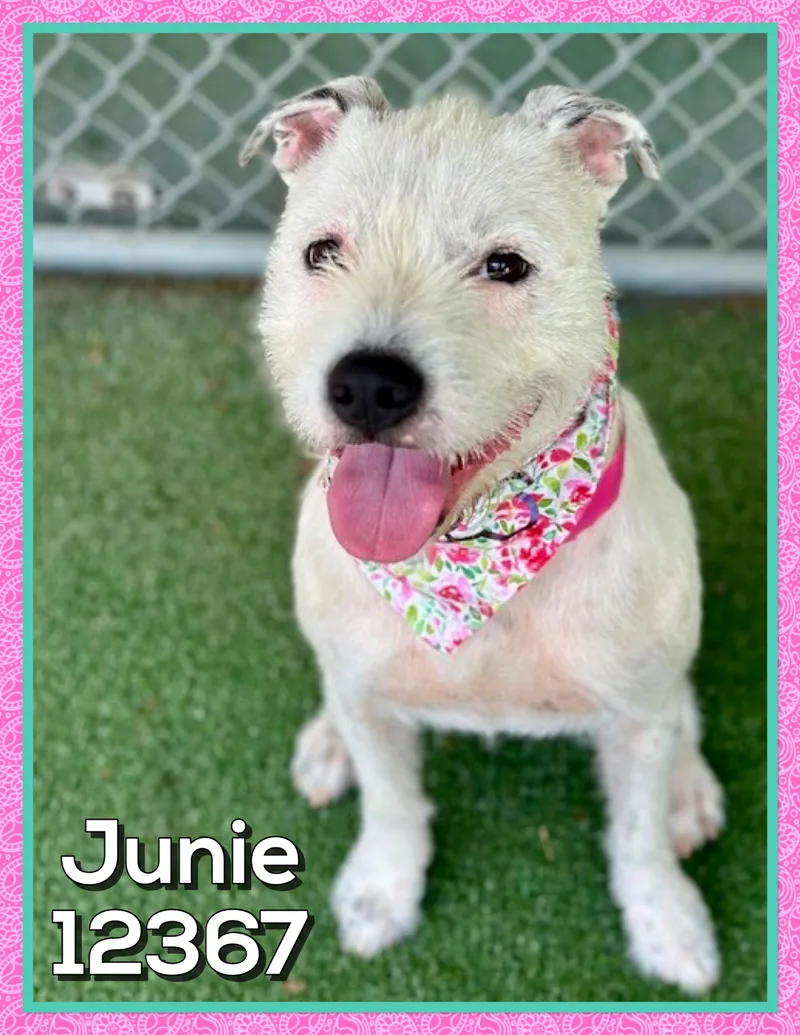 Junie thumbnail 6
