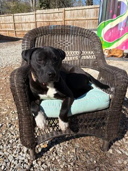 An adult large-sized male Mixed Breed dog named Yoda for adoption in Atlanta, GA