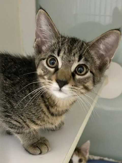 A baby medium-sized male Domestic Medium Hair cat named John B for adoption in Muskegon, MI