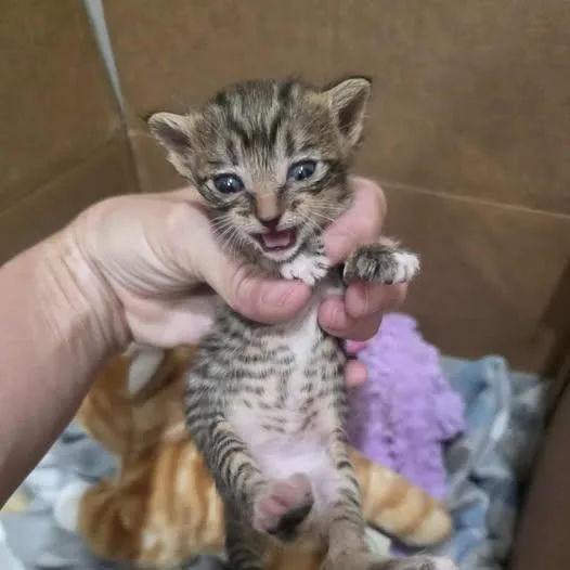 A baby medium-sized female Tabby (Gray / Blue / Silver) Domestic Short Hair cat named Delilah for adoption in Houston, TX
