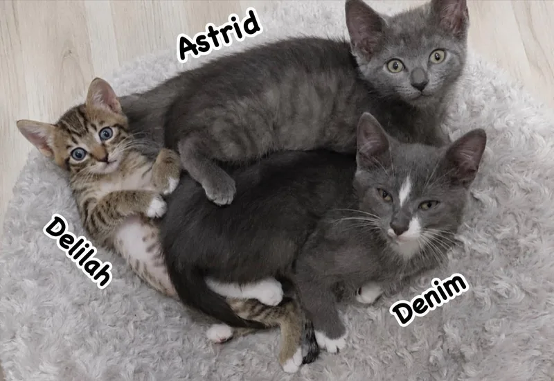 Delilah thumbnail 5
