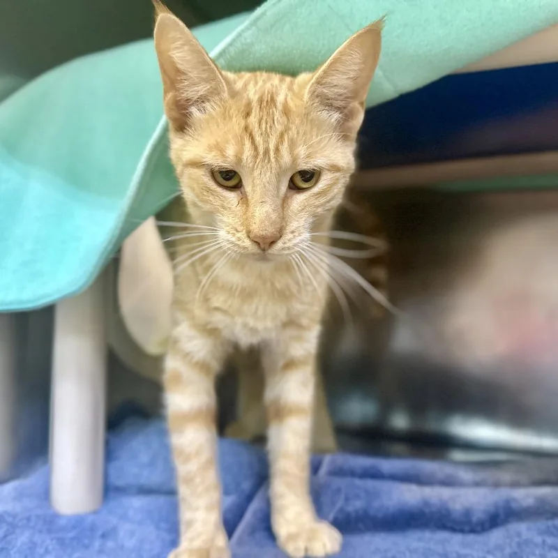 A young medium-sized male Orange / Red Domestic Short Hair cat named Cactus Jack for adoption in Austin, TX