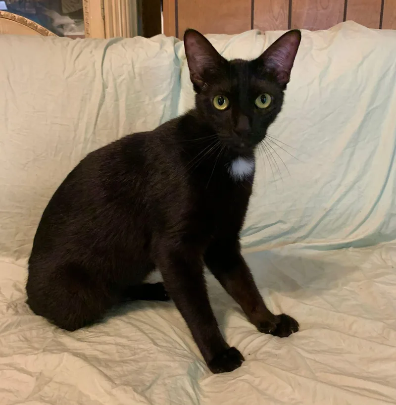 A young medium-sized male Domestic Short Hair cat named Rocket for adoption in Sullivan City, TX