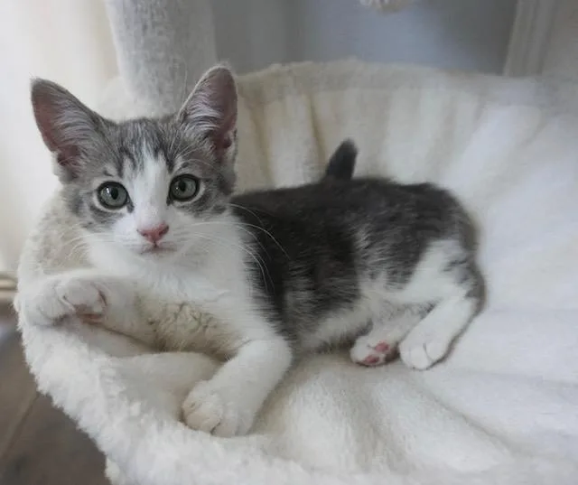 A baby small-sized female Domestic Short Hair cat named Evie for adoption in Tustin, CA