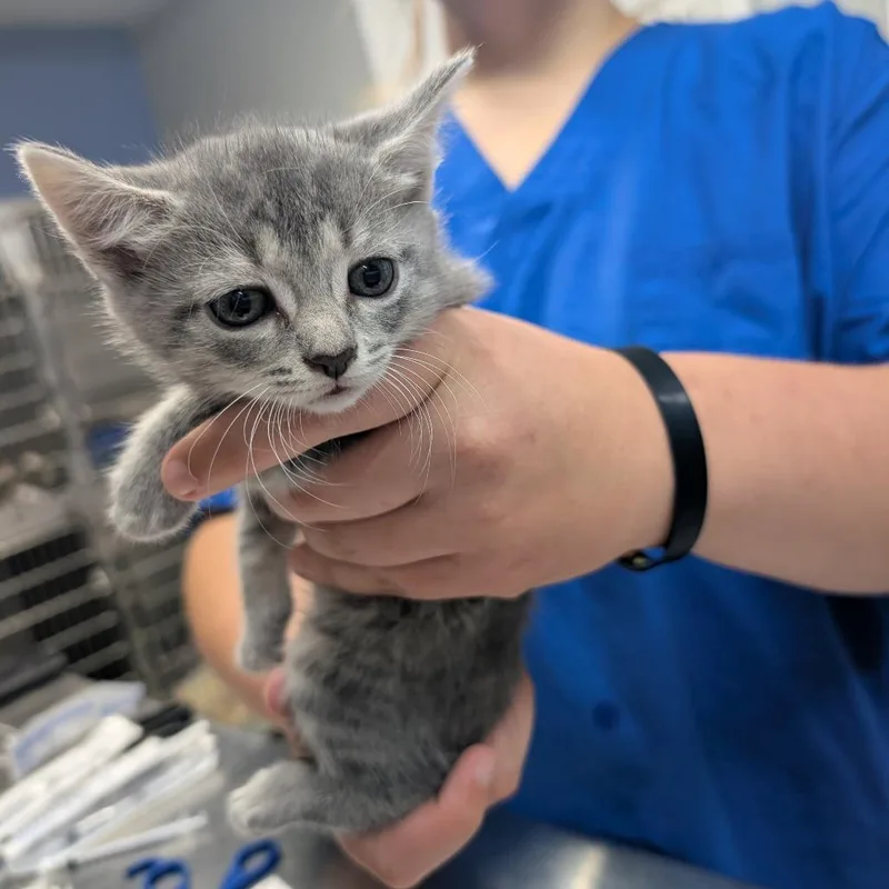 A baby small-sized female Gray / Blue / Silver Domestic Short Hair cat named Chevy for adoption in Marble, NC