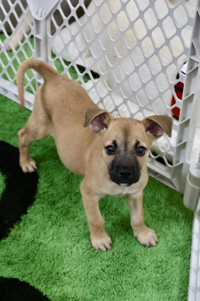 A baby small-sized female Tricolor (Brown, Black, & White) Chihuahua dog named Amelia for adoption in TUCSON, AZ