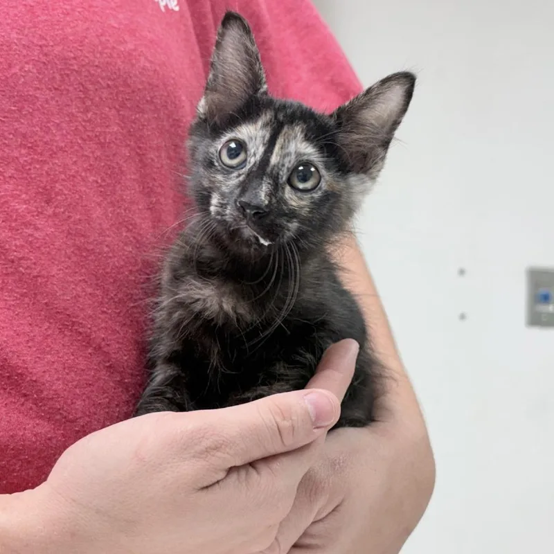 A baby small-sized female Black Domestic Medium Hair cat named Nala for adoption in Tyler, TX