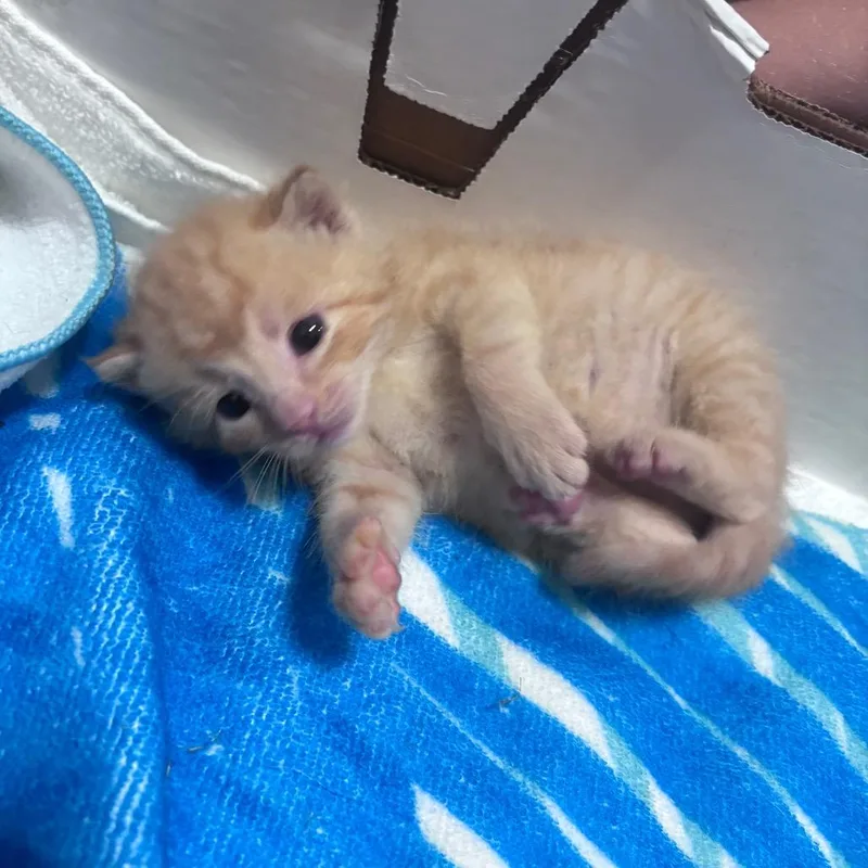 A baby small-sized female Orange / Red Domestic Short Hair cat named Cheeto for adoption in Springtown, TX