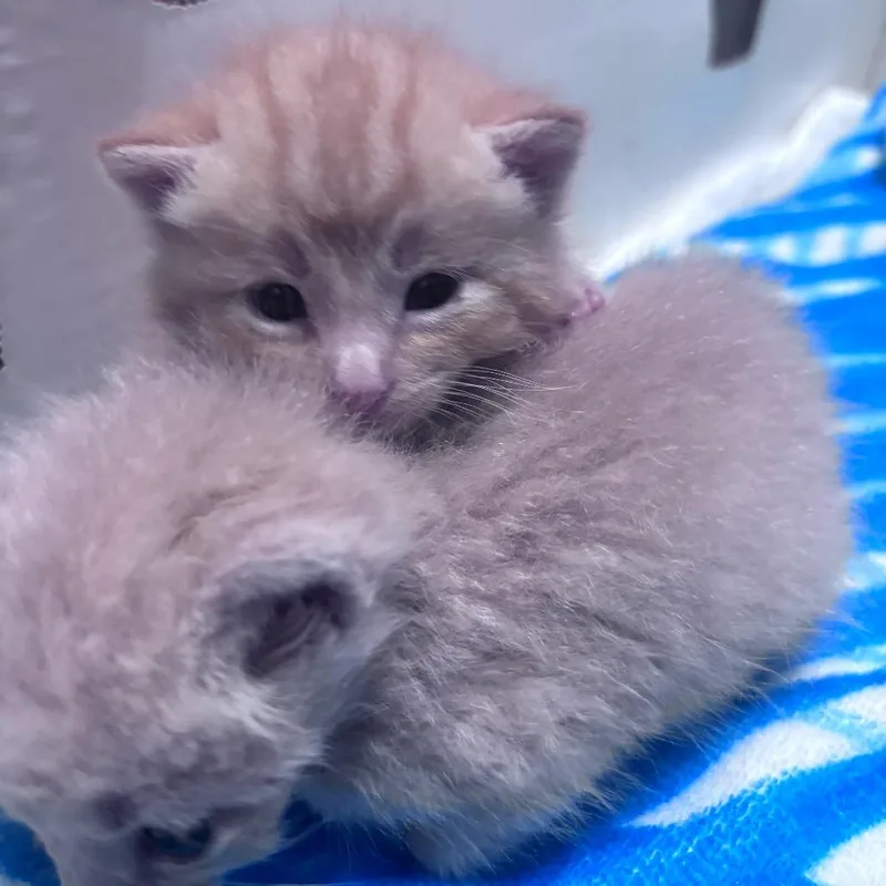 Cheeto thumbnail 2
