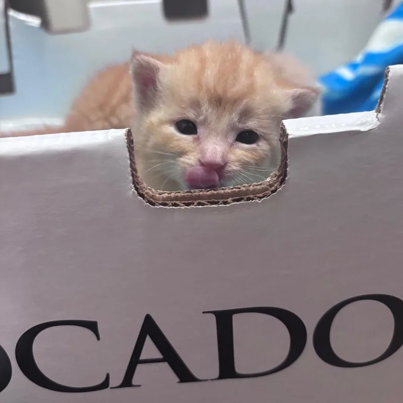 Cheeto thumbnail 3