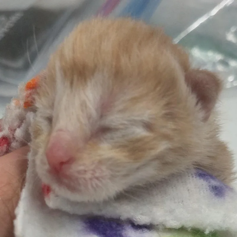 Cheeto thumbnail 4