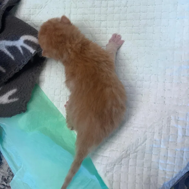 Cheeto thumbnail 5