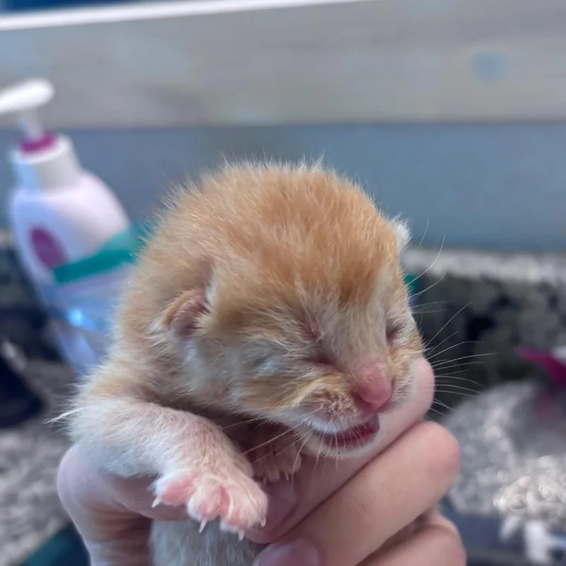 Cheeto thumbnail 6