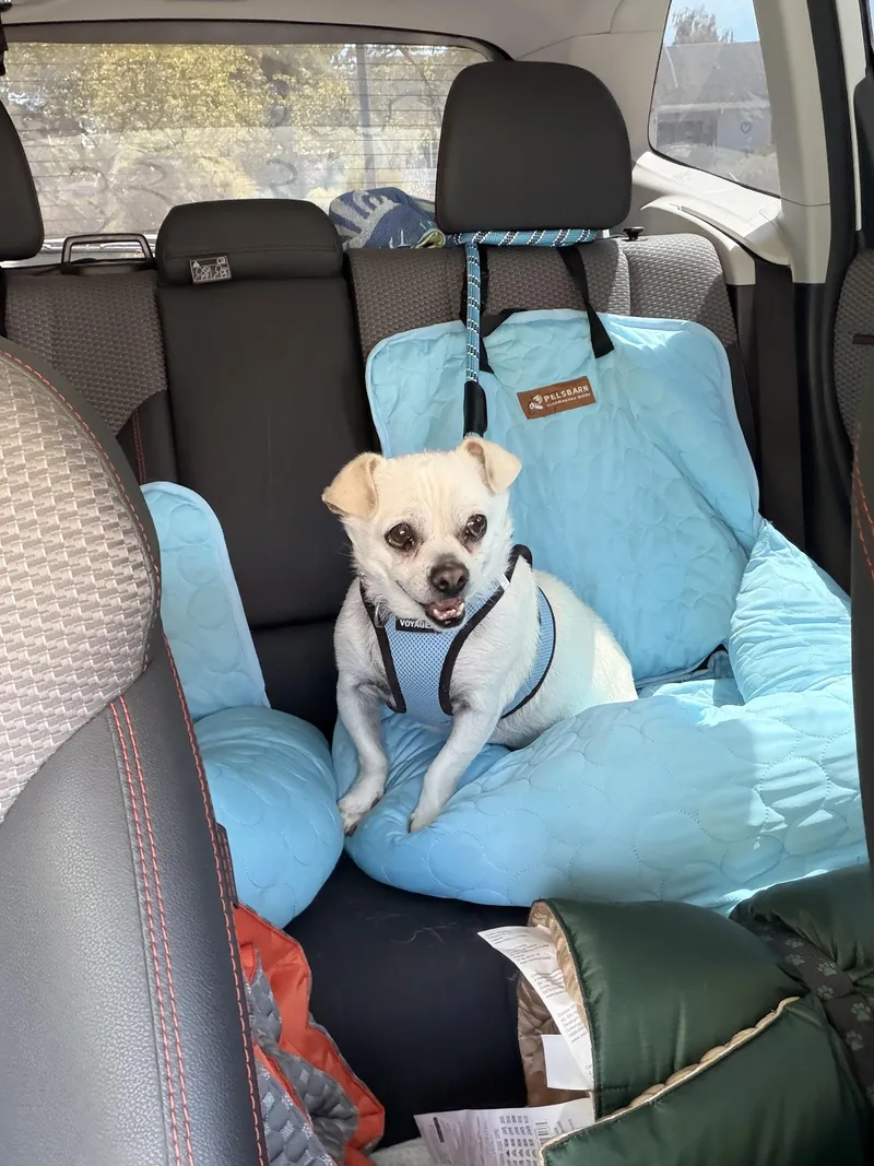 An adult small-sized male White / Cream Mixed Breed dog named Cirilo for adoption in Nipomo, CA