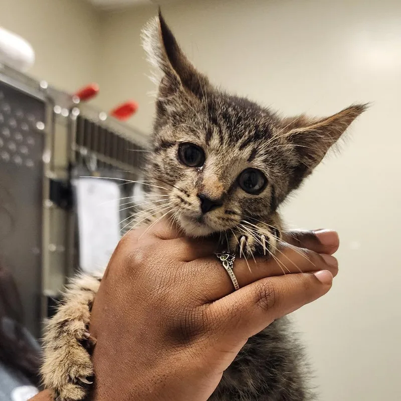 A baby small-sized male Domestic Short Hair cat named Ziggy for adoption in Elizabeth City, NC