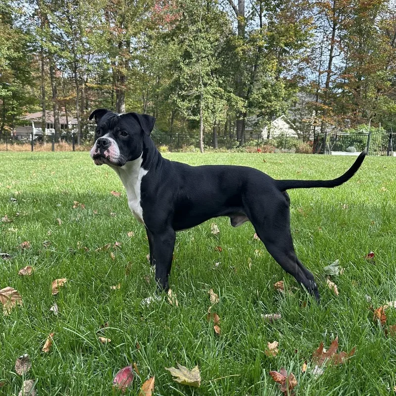 An adult medium-sized male Black Boxer dog named Hollow for adoption in Weimar, CA