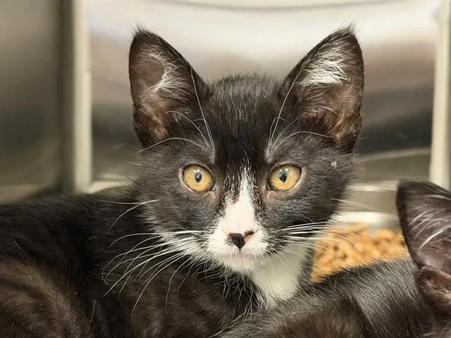 A baby small-sized female Domestic Short Hair cat named Mina for adoption in Santa Rosa, CA